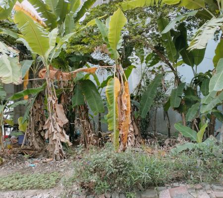 Lô đất 56m2 TĐC Xi Măng, Chợ Hoa Quả, Hồng Bàng